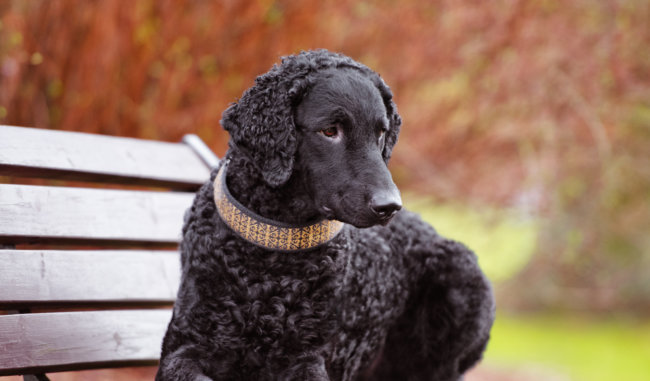 カーリーコーテッド・レトリーバー
