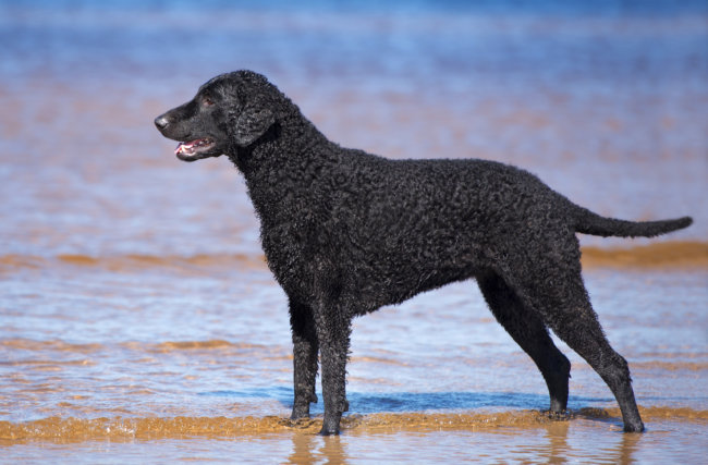 カーリーコーテッド・レトリーバー