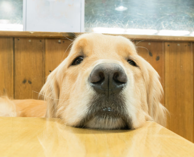 ゴールデンレトリーバー