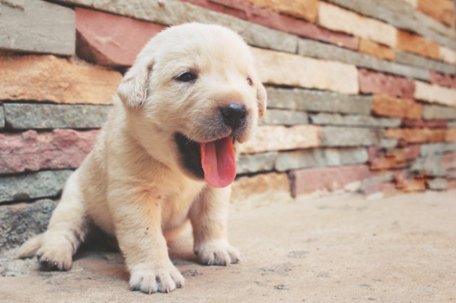 レトリーバー子犬