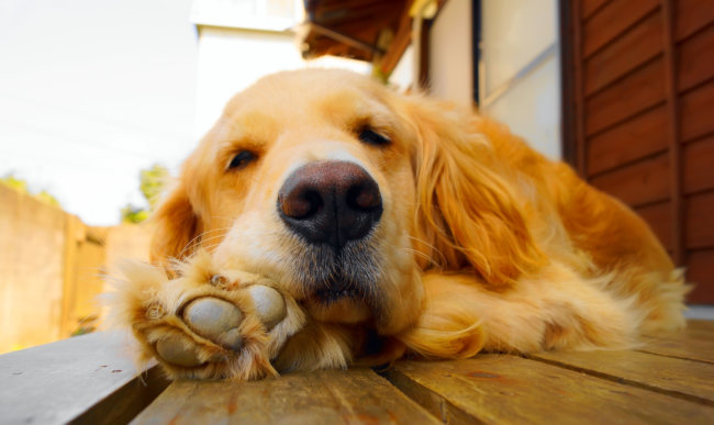 レトリーバー,ペットシッター