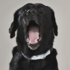 RETRIEVER LIFEとは