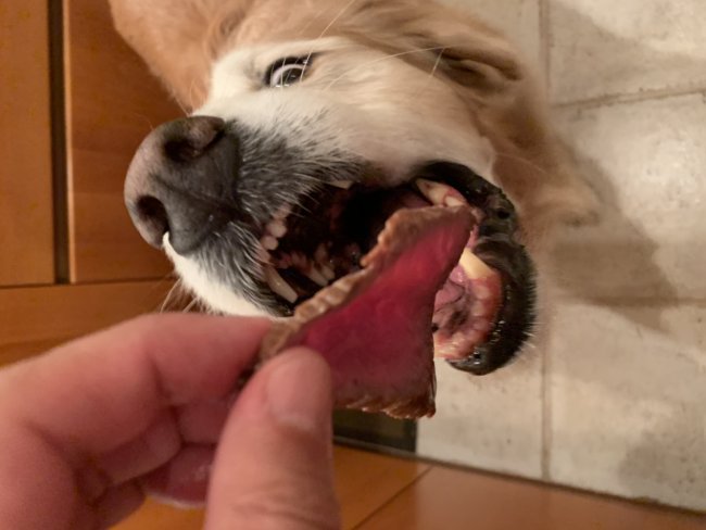 キッチンドッグ