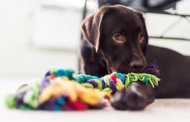 レトリーバーにおい