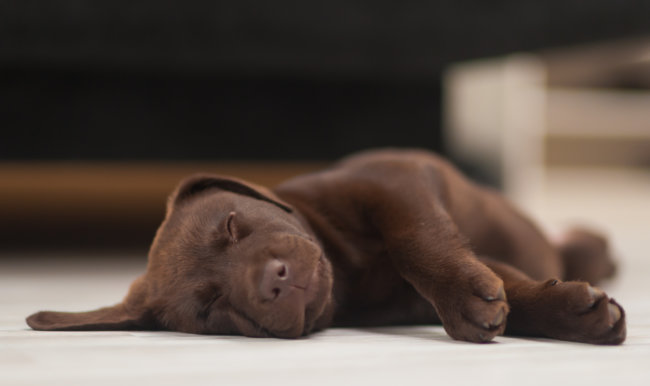 レトリーバー寝る