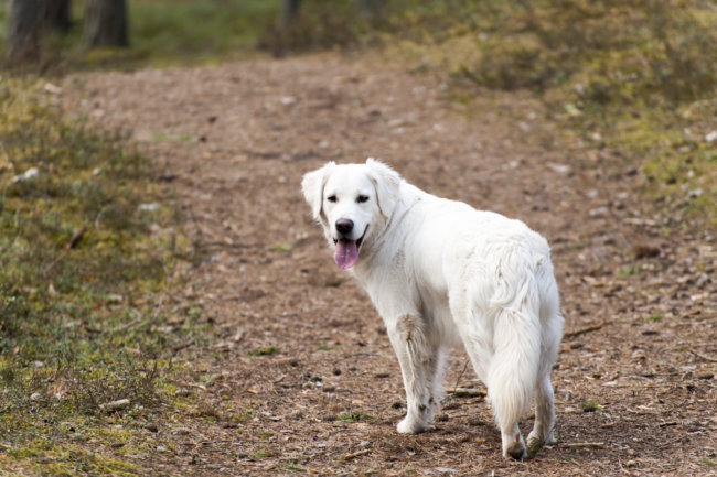 レトリーバー,災害対策