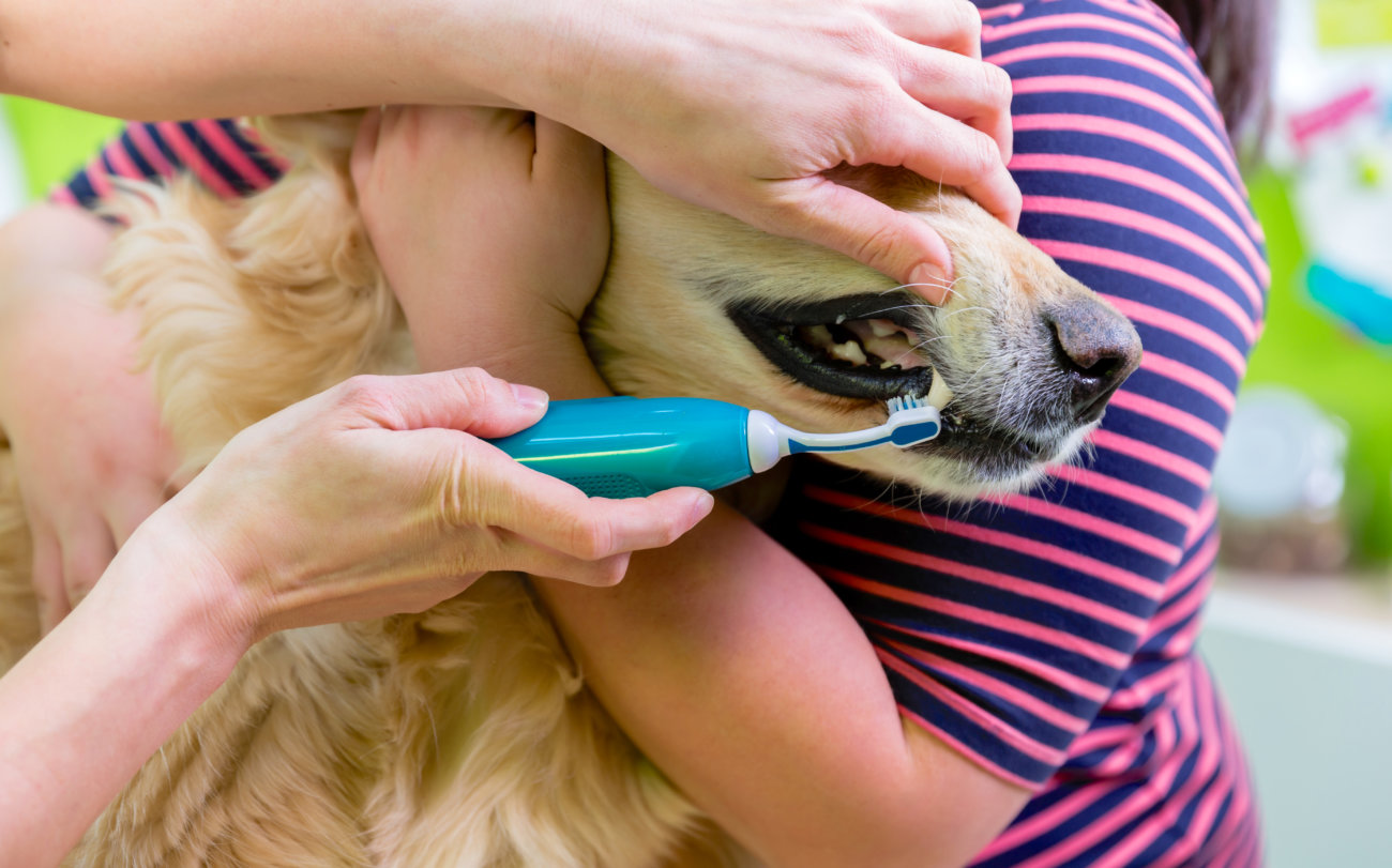 レトリーバー,シニア犬