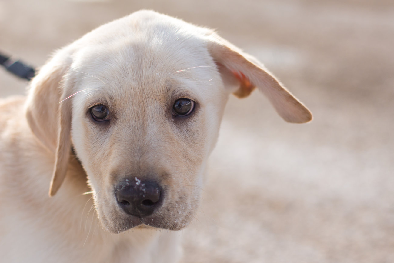 レトリーバーは遠視！愛レトはどんな世界を見ている？ | Retriever