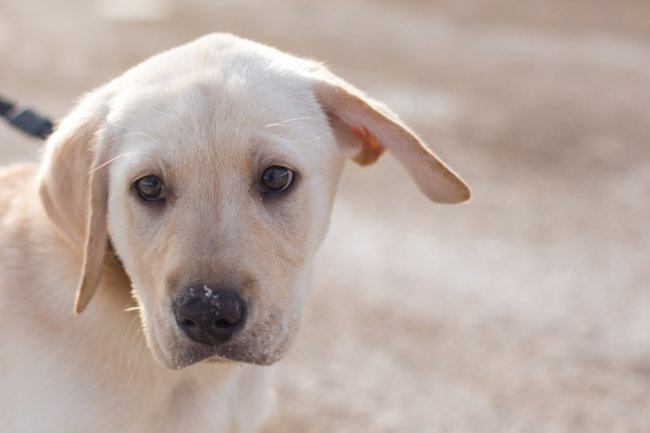 レトリーバー遠視