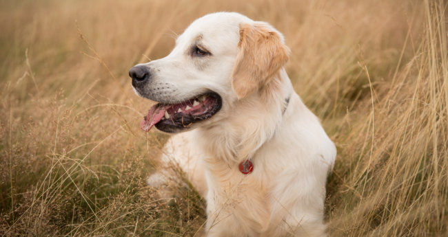 レトリーバー保護犬