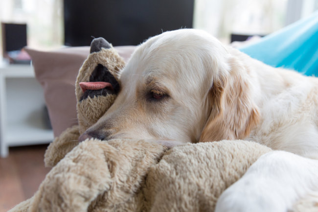 レトリーバー寝る