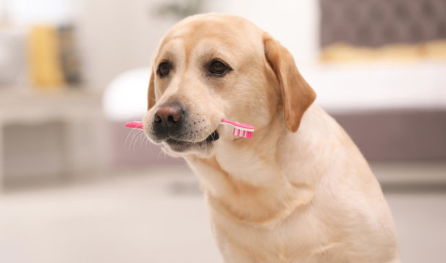 レトリーバー,シニア犬