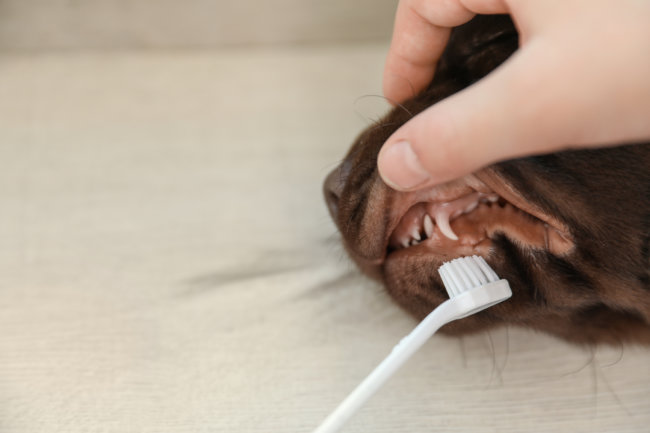 レトリーバー,シニア犬