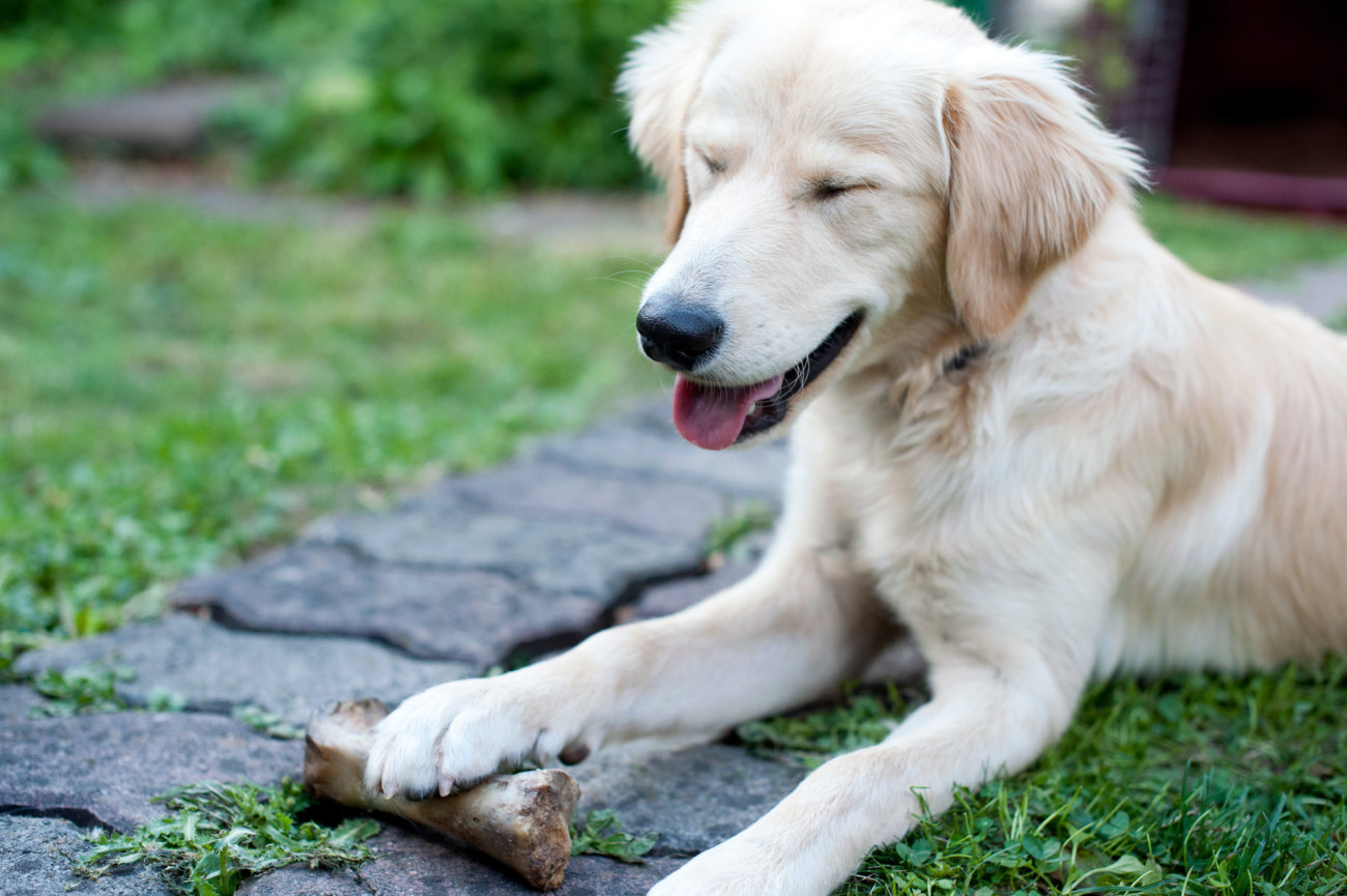 レトリーバー,マーキング