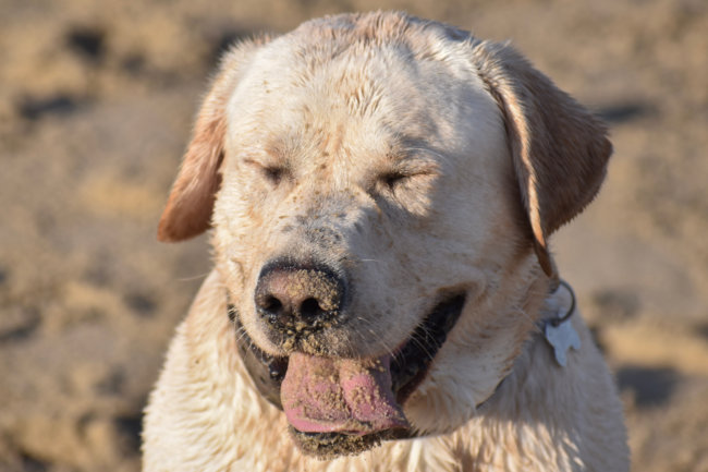 レトリーバーにおい