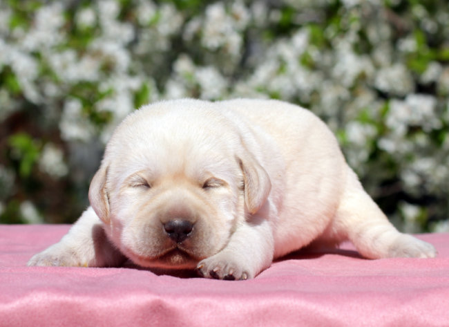 ラブラドール子犬