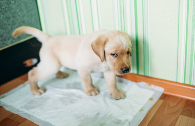 レトリーバートイレ