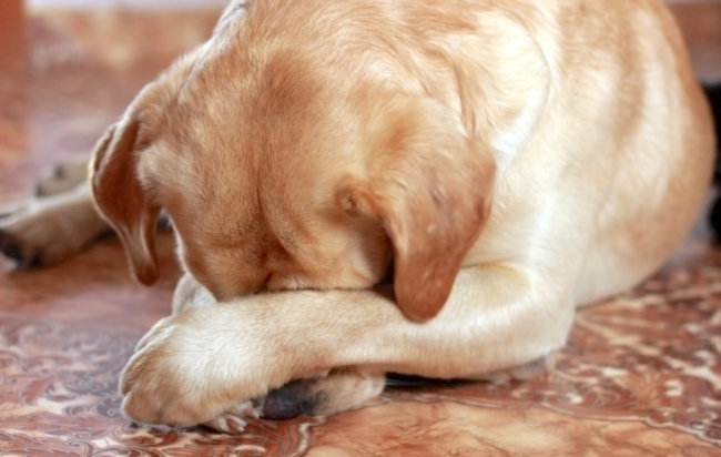 ラブラドールレトリーバー