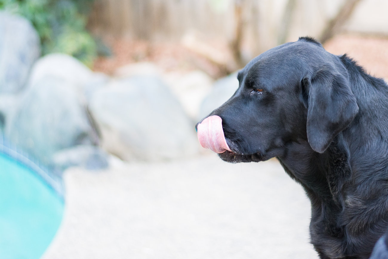 レトリーバー,舐める