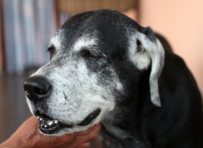 シニアレトリーバー,睡眠