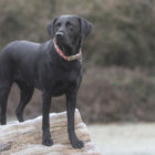 レトリーバー里親/保護犬情報