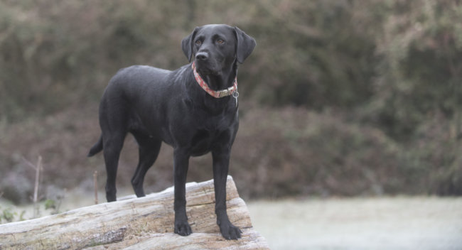 レトリーバー保護犬