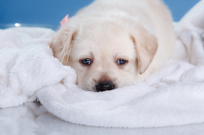 レトリーバーにおい