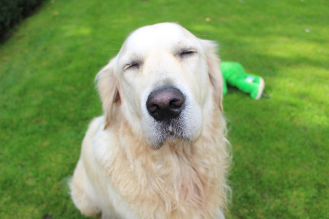 ゴールデンレトリーバー
