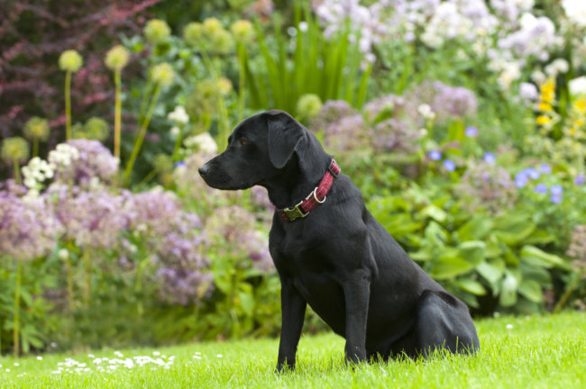 レトリーバー危険植物