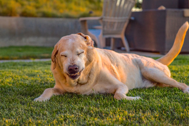 レトリーバー花粉症