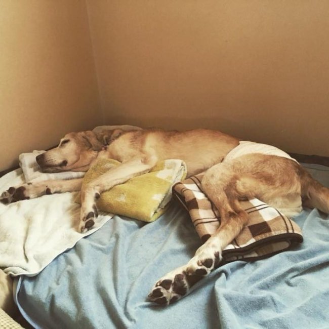 レトリーバー里親,保護犬