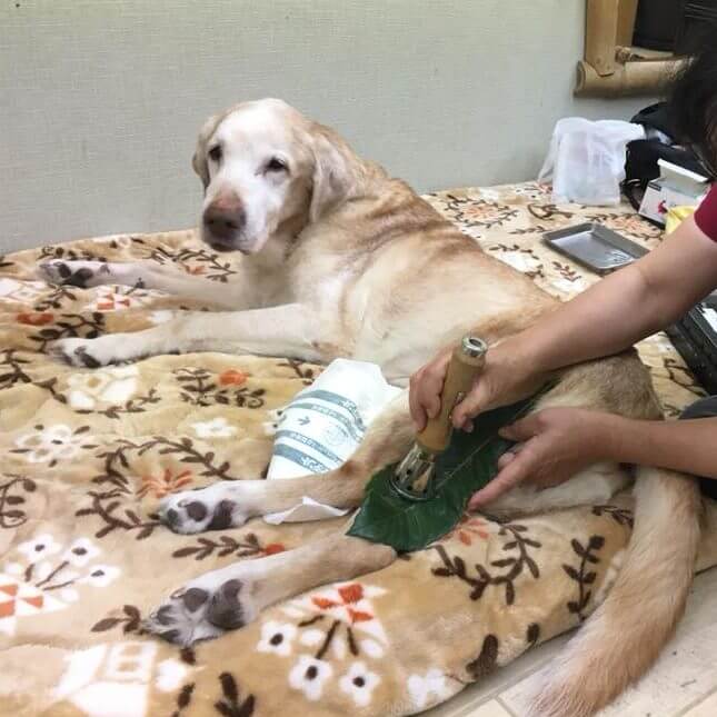 レトリーバー里親,保護犬