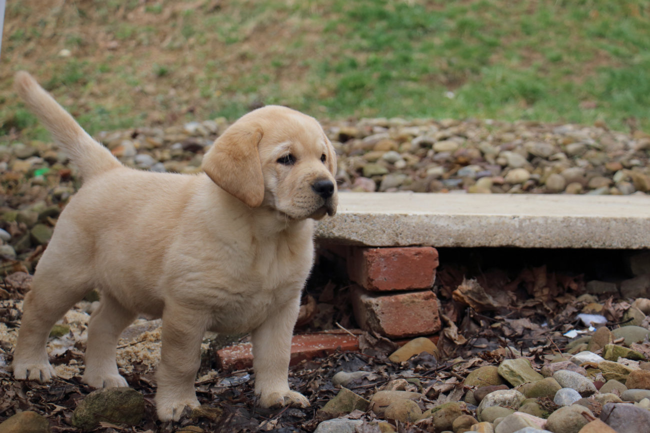 レトリーバーしっぽ