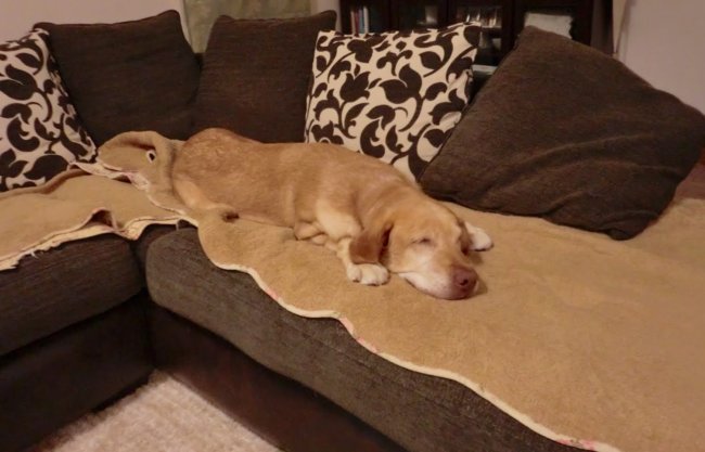 ラブラドールレトリーバー,里親保護犬