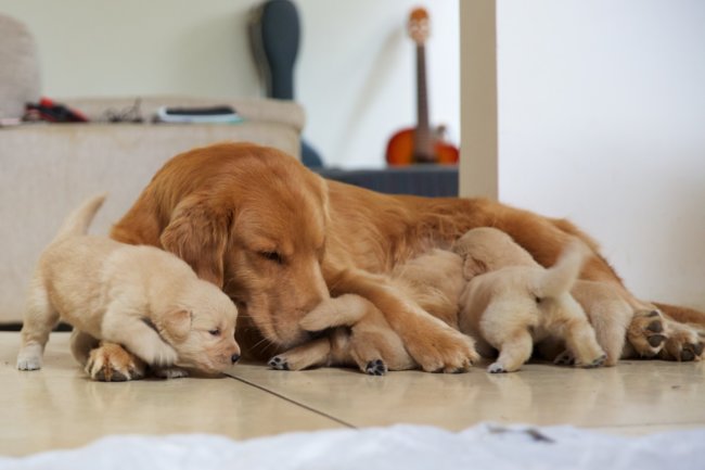 レトリーバー,ブリーダー