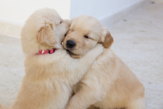 レトリーバー,ブリーダー