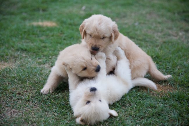 レトリーバー,ブリーダー