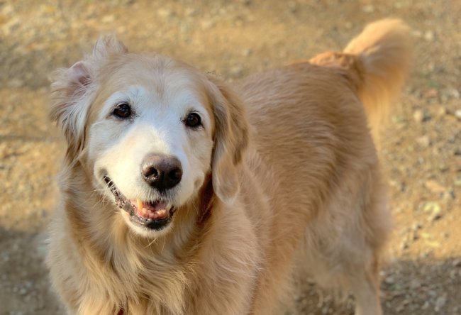 キッチンドッグ