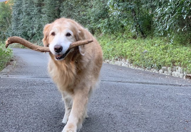 キッチンドッグ