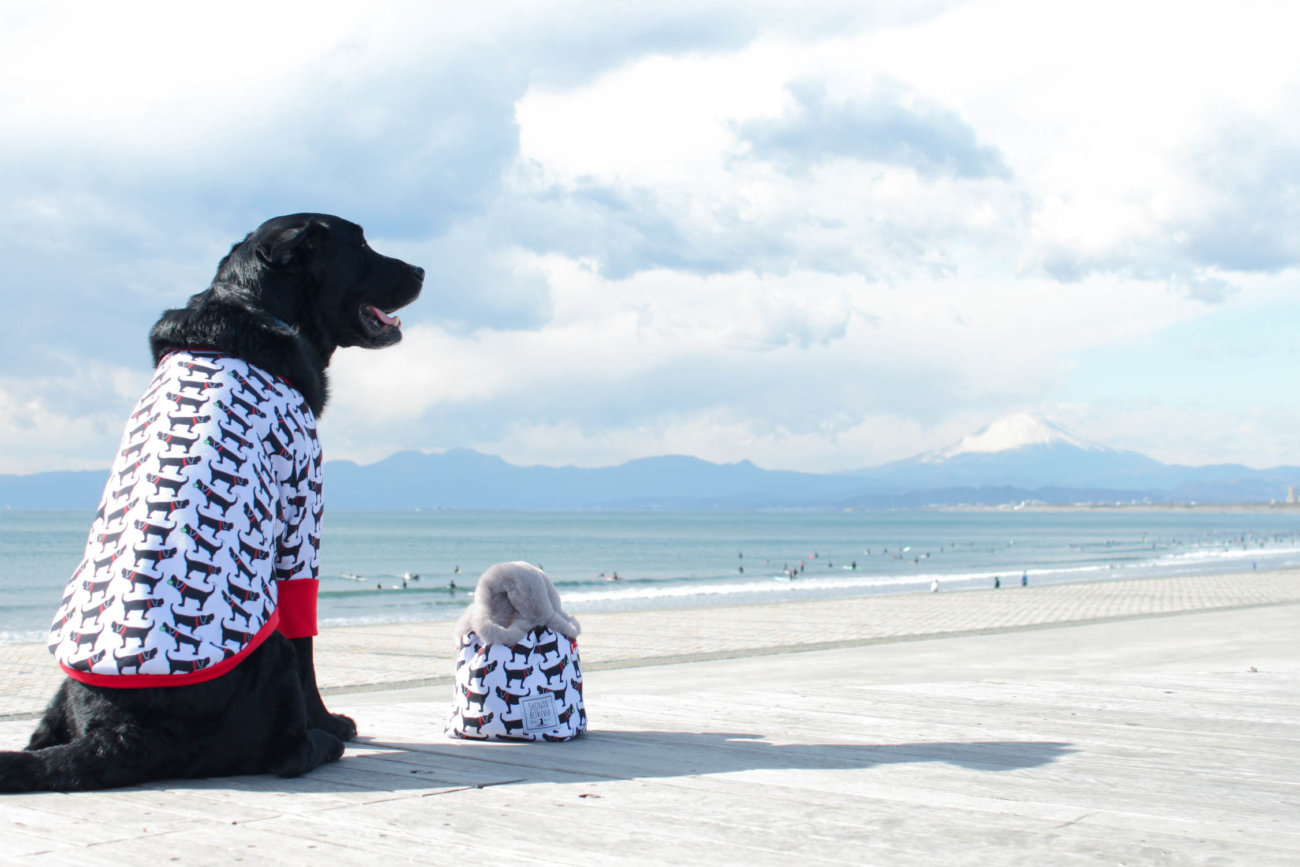 湘南ラブラドールレトリーバー,住まい