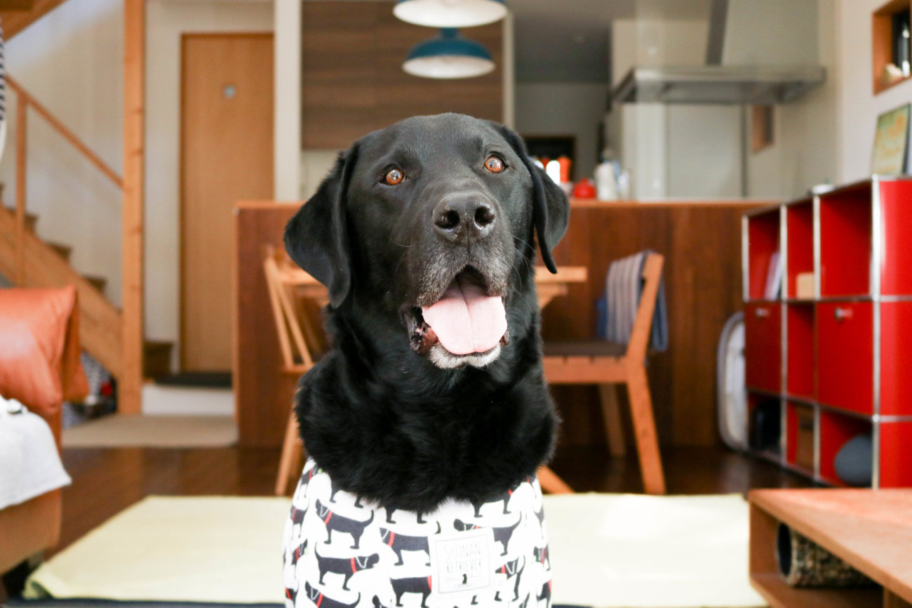 湘南レトリーバー,住まい