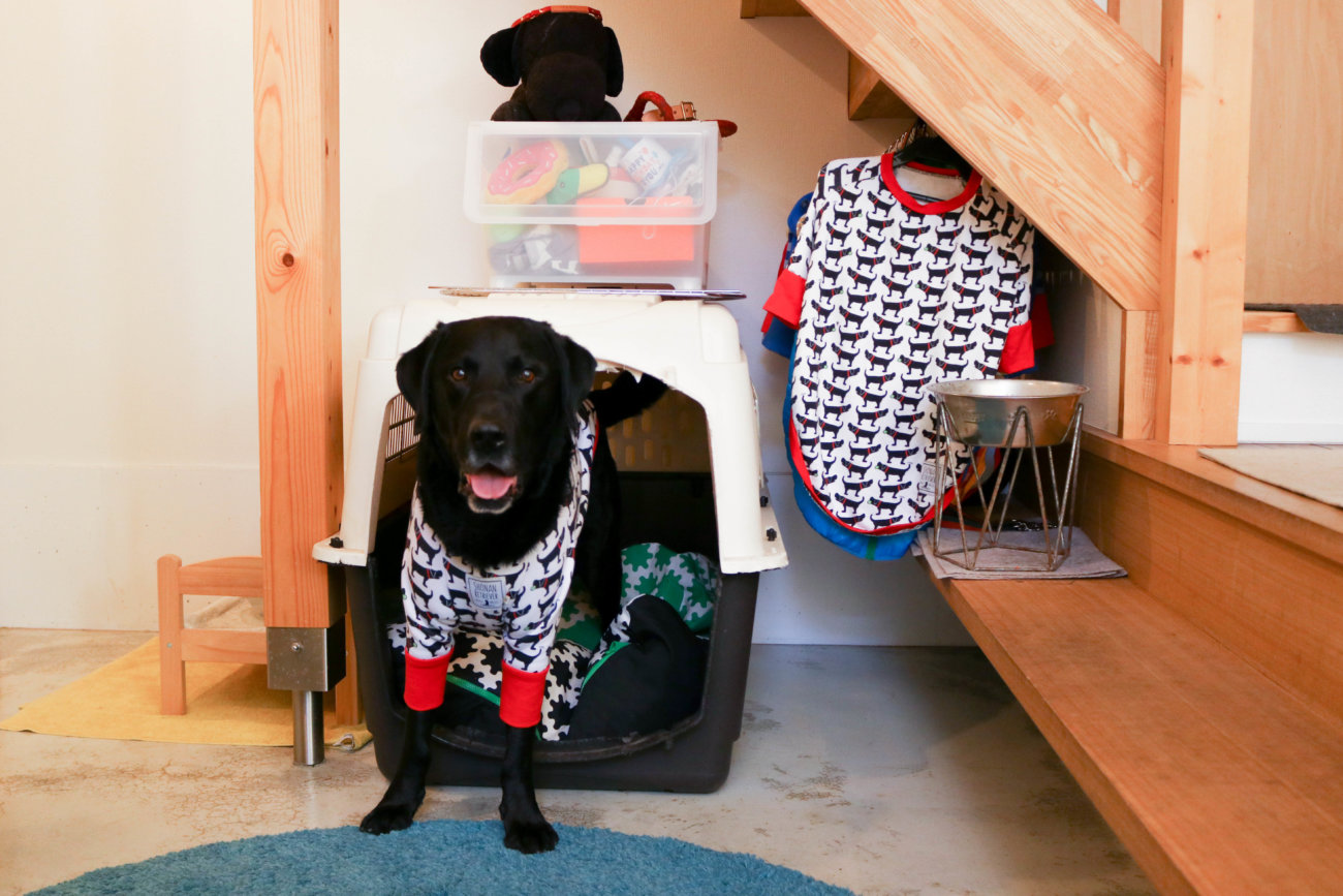 湘南レトリーバー,住まい