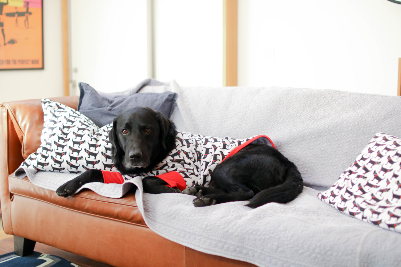 湘南ラブラドールレトリーバー,住まい