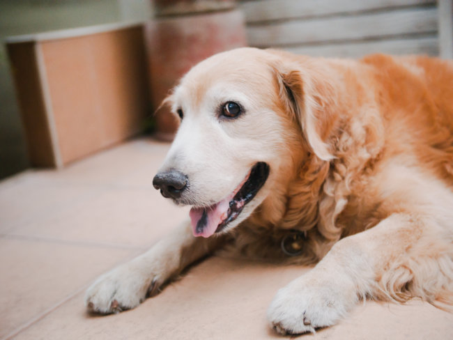 シニアレトリーバー,散歩