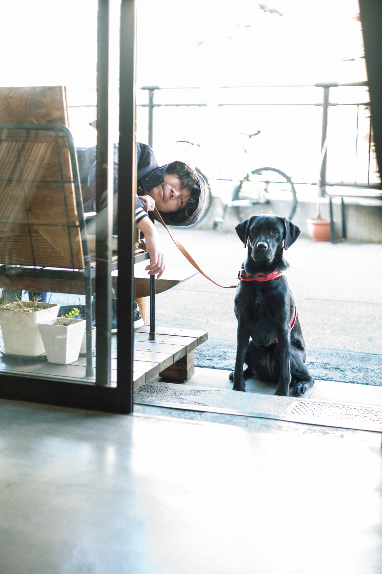 マンボウやしろ,ラブラドールレトリーバー