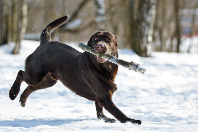 ラブラドール,雪遊び