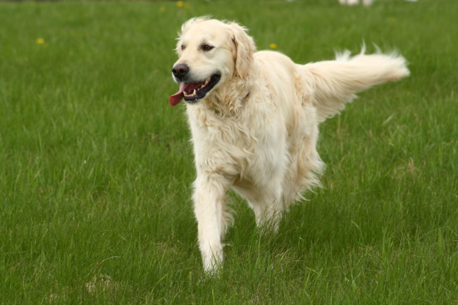 レトリーバーしっぽ