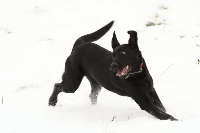 ラブラドール雪