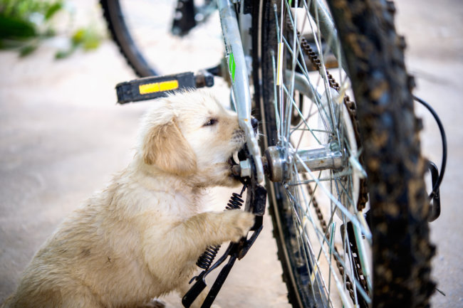 レトリーバー,自転車