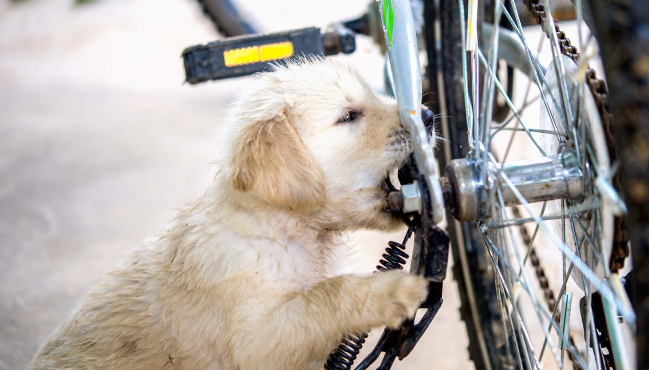 レトも楽しめない】自転車散歩は危険！罪になるケースも | Retriever